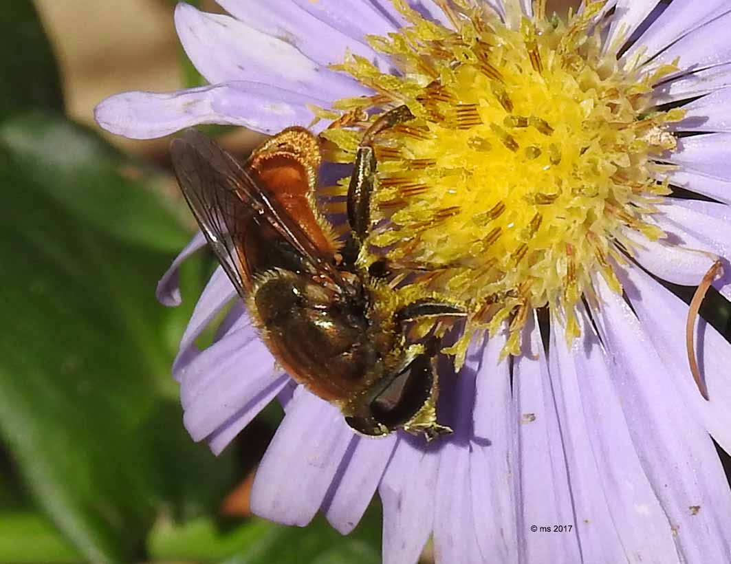 ID Syrphidae